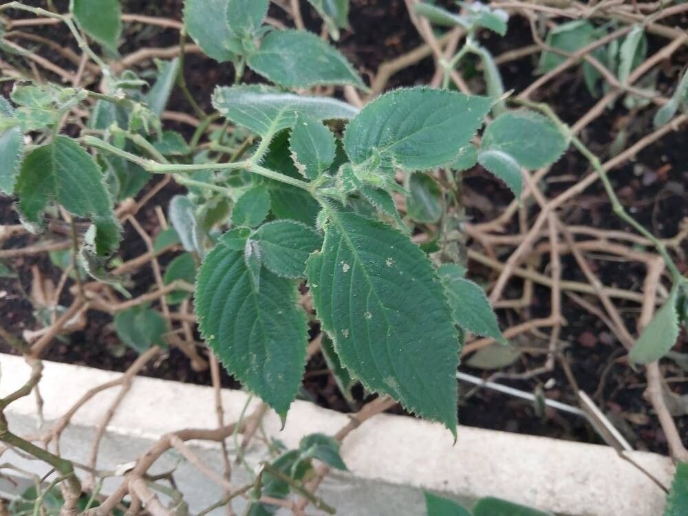 Strobilanthes glomerata — houseplant care guide