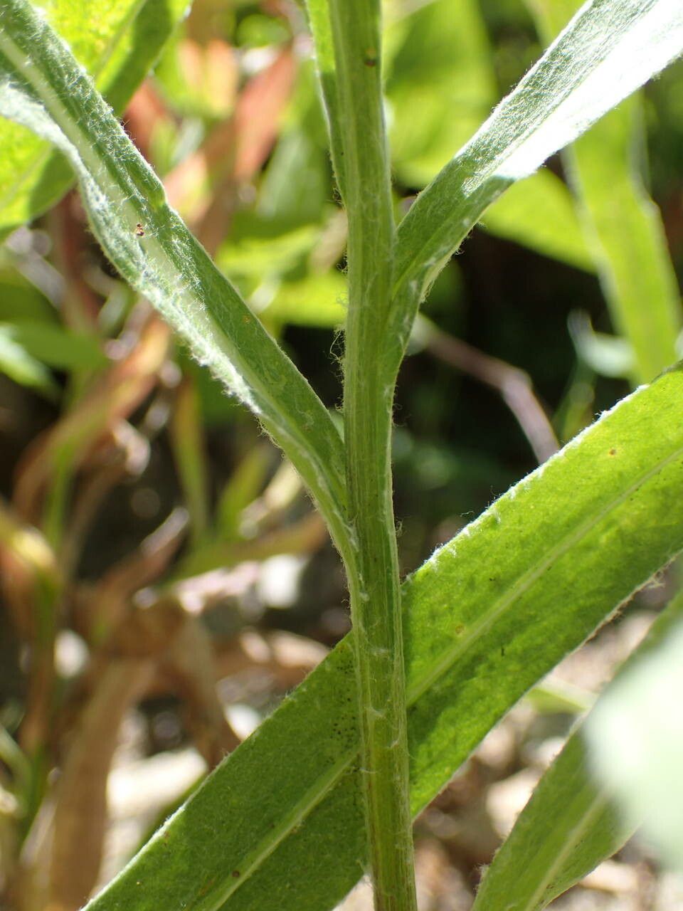 Cyanus triumfettii bark
