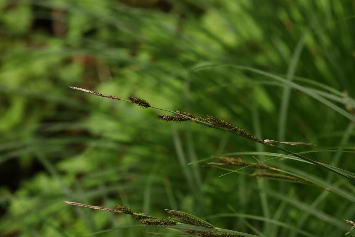 Carex forficula — houseplant care guide