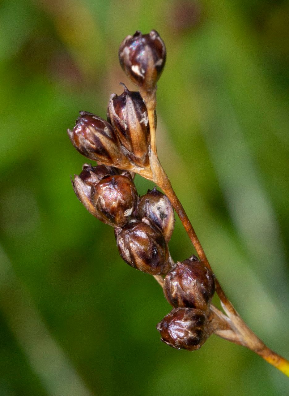 Juncus gerardi fruit