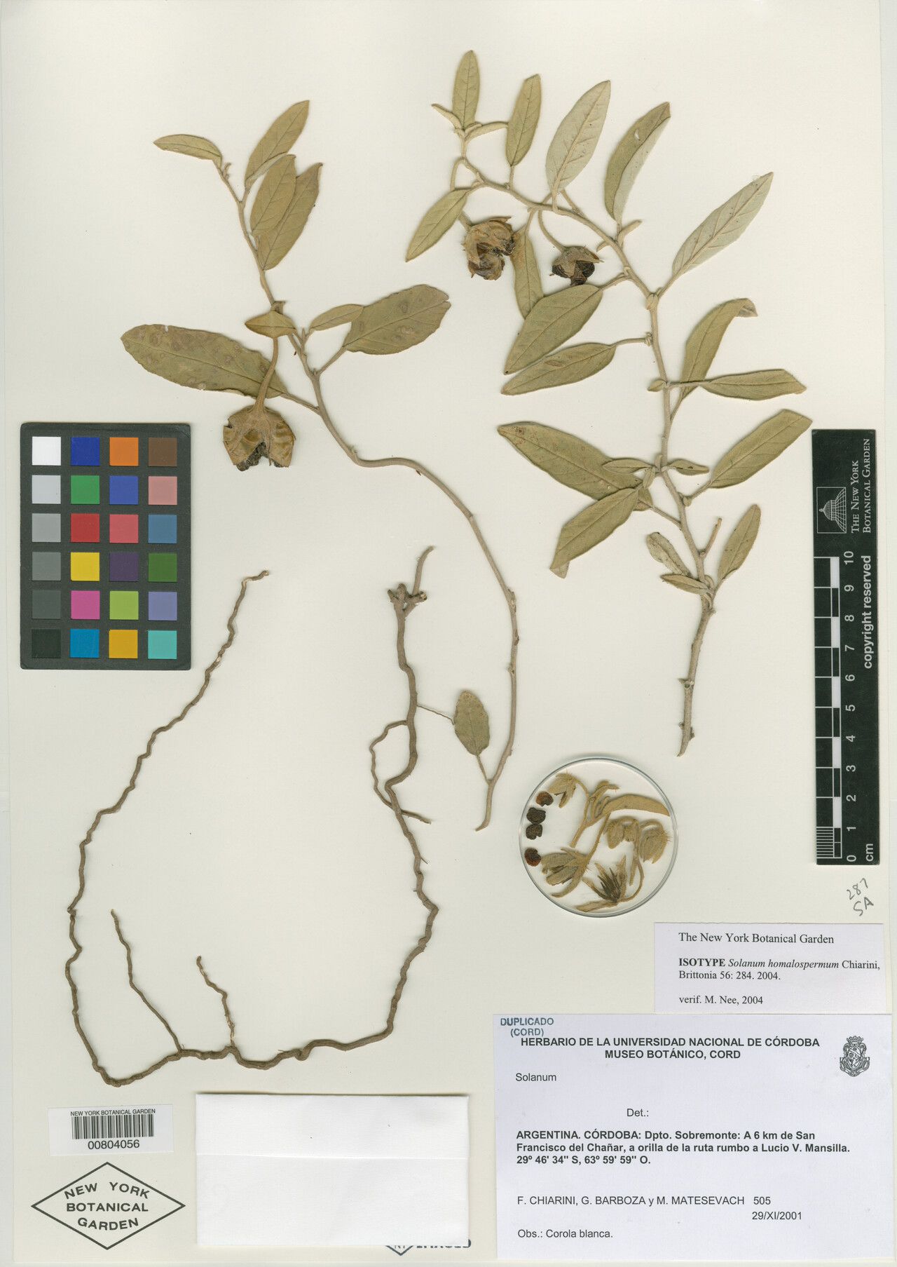 Solanum homalospermum — houseplant care guide