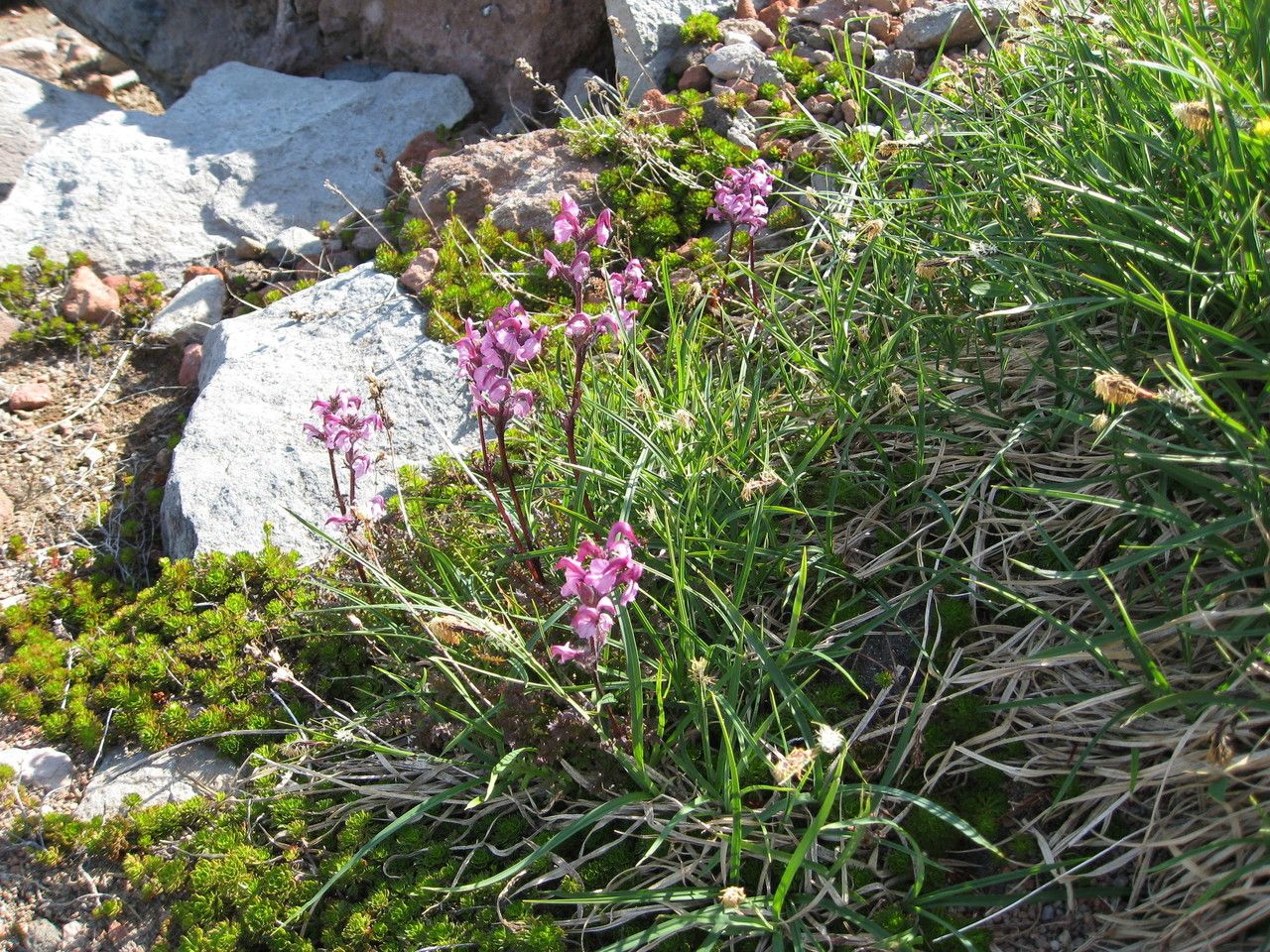 Pedicularis ornithorhyncha habit