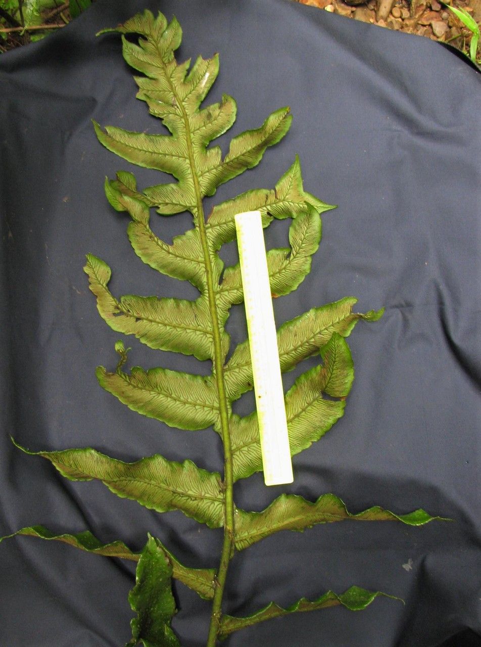 Diplazium atirrense other