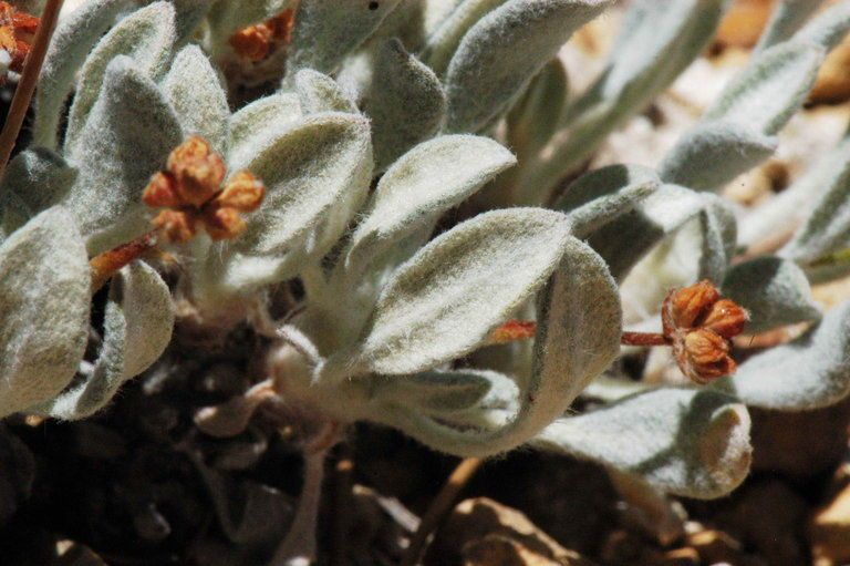 Eriogonum ochrocephalum — search result for 'Eriogonum'