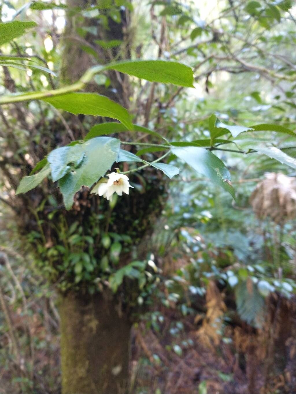 Atherosperma moschatum flower