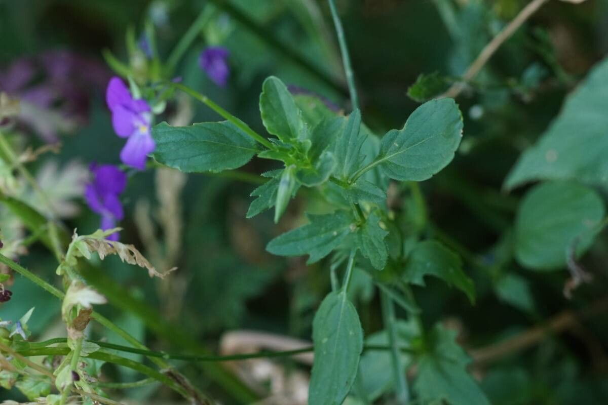 Viola montcaunica — search result for 'Viola'