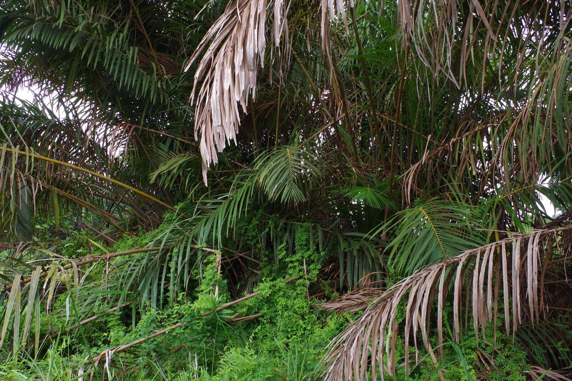 Raphia zamiana habit