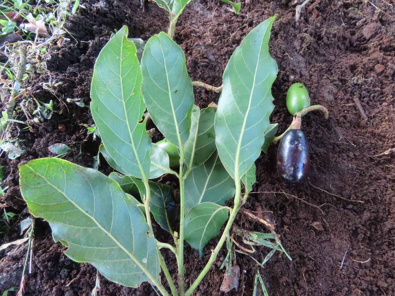 Beilschmiedia pendula leaf