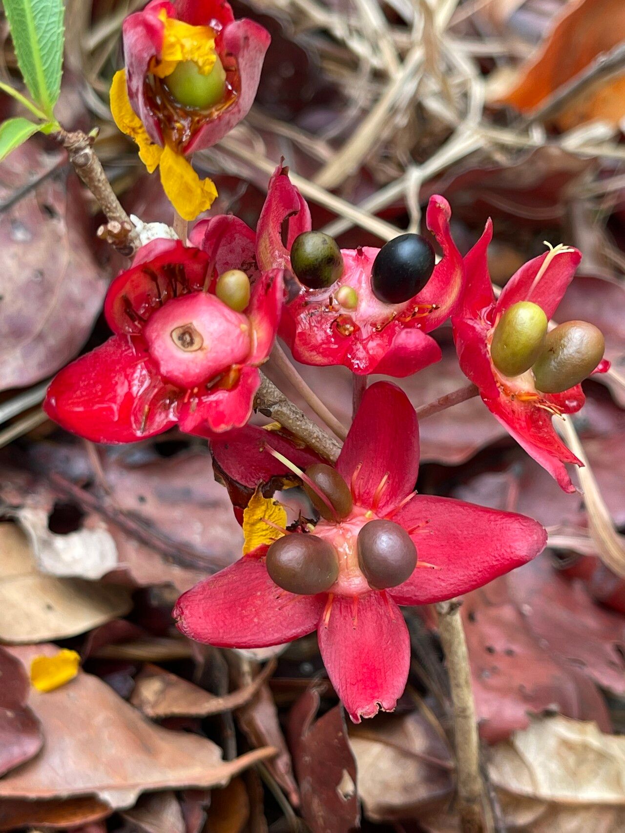 Ochna leptoclada flower
