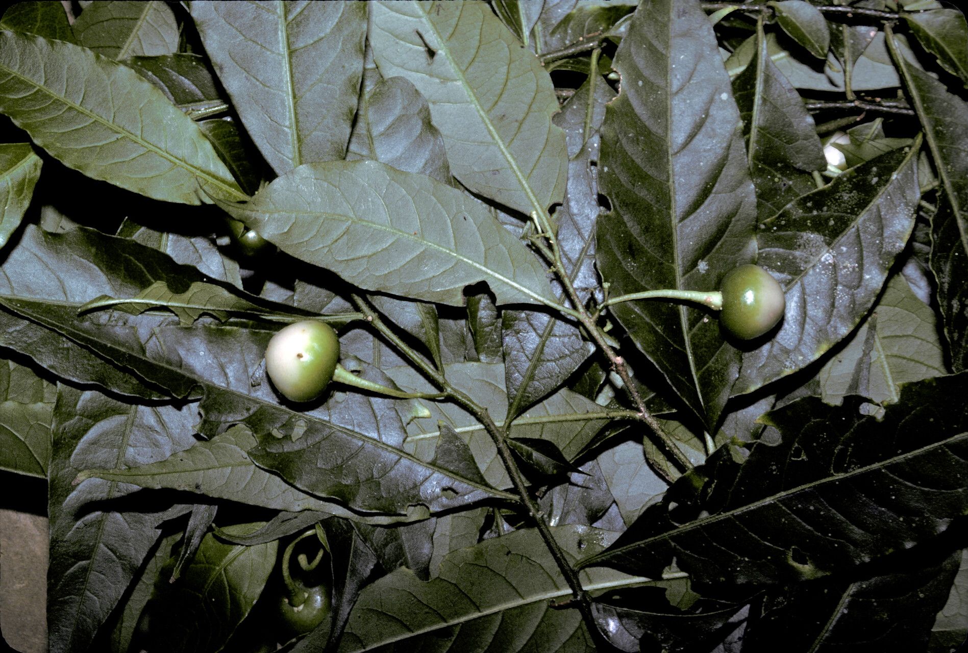 Solanum morii — houseplant care guide