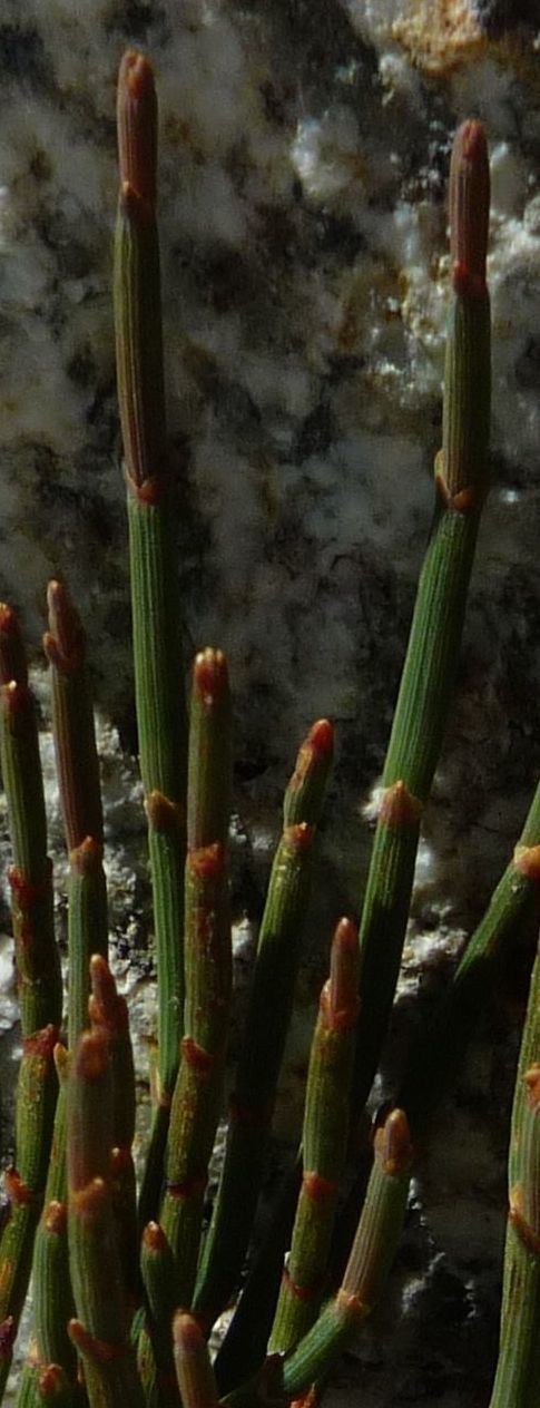 Ephedra rupestris — search result for 'Ephedra'