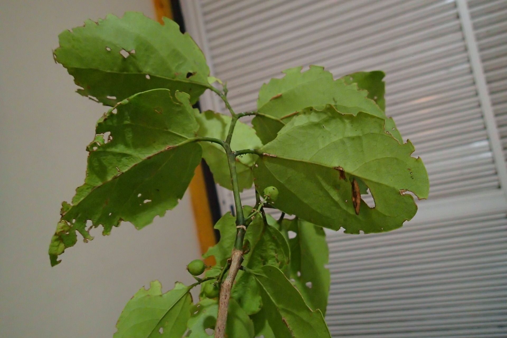 Celtis balansae fruit