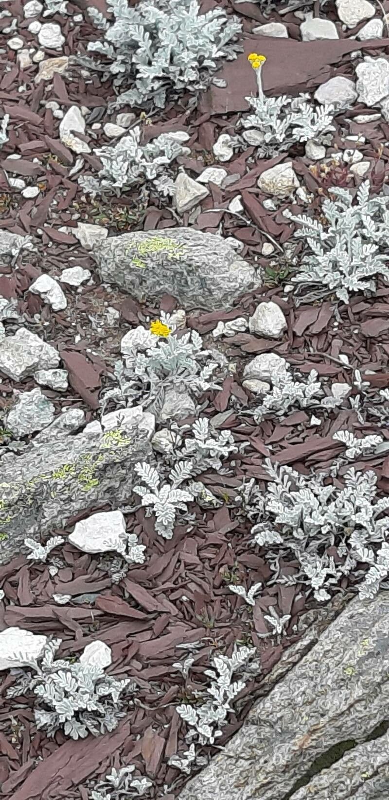 Jacobaea persoonii — search result for 'Jacobaea'