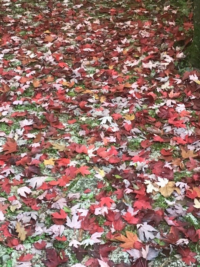 Acer × freemanii leaf