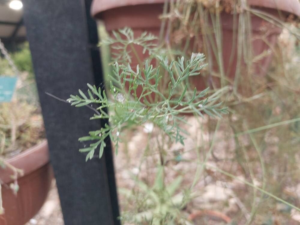 Montanoa speciosa leaf