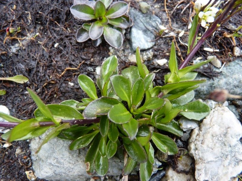 Arabis soyeri habit