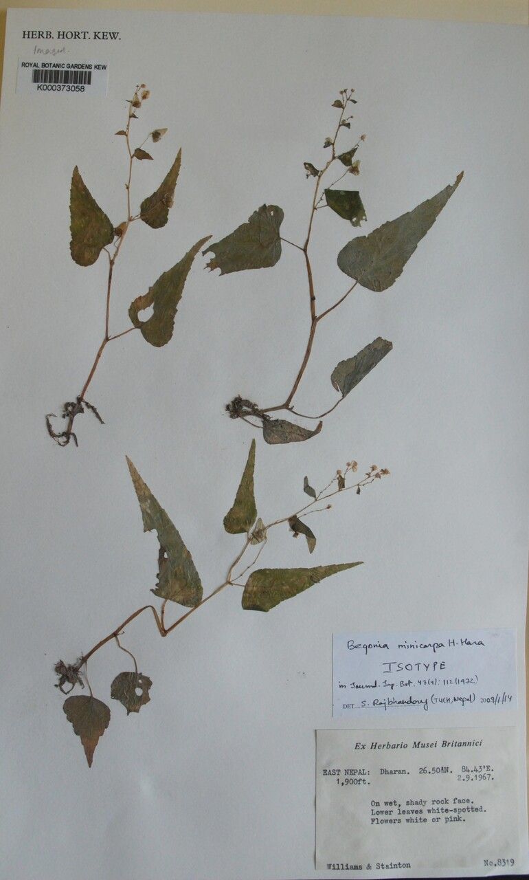 Begonia minicarpa — houseplant care guide