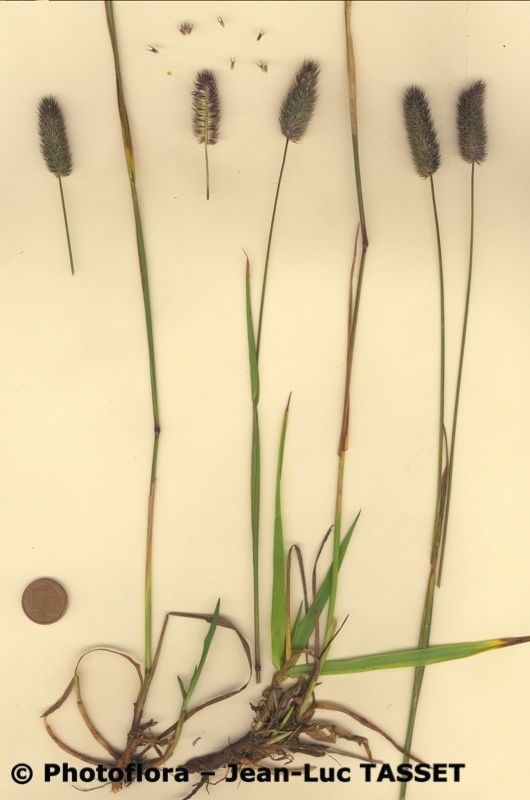 Phleum rhaeticum habit