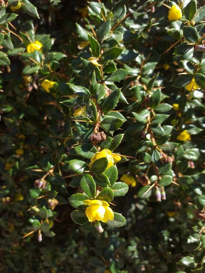 Berberis verruculosa — search result for 'Berberis'
