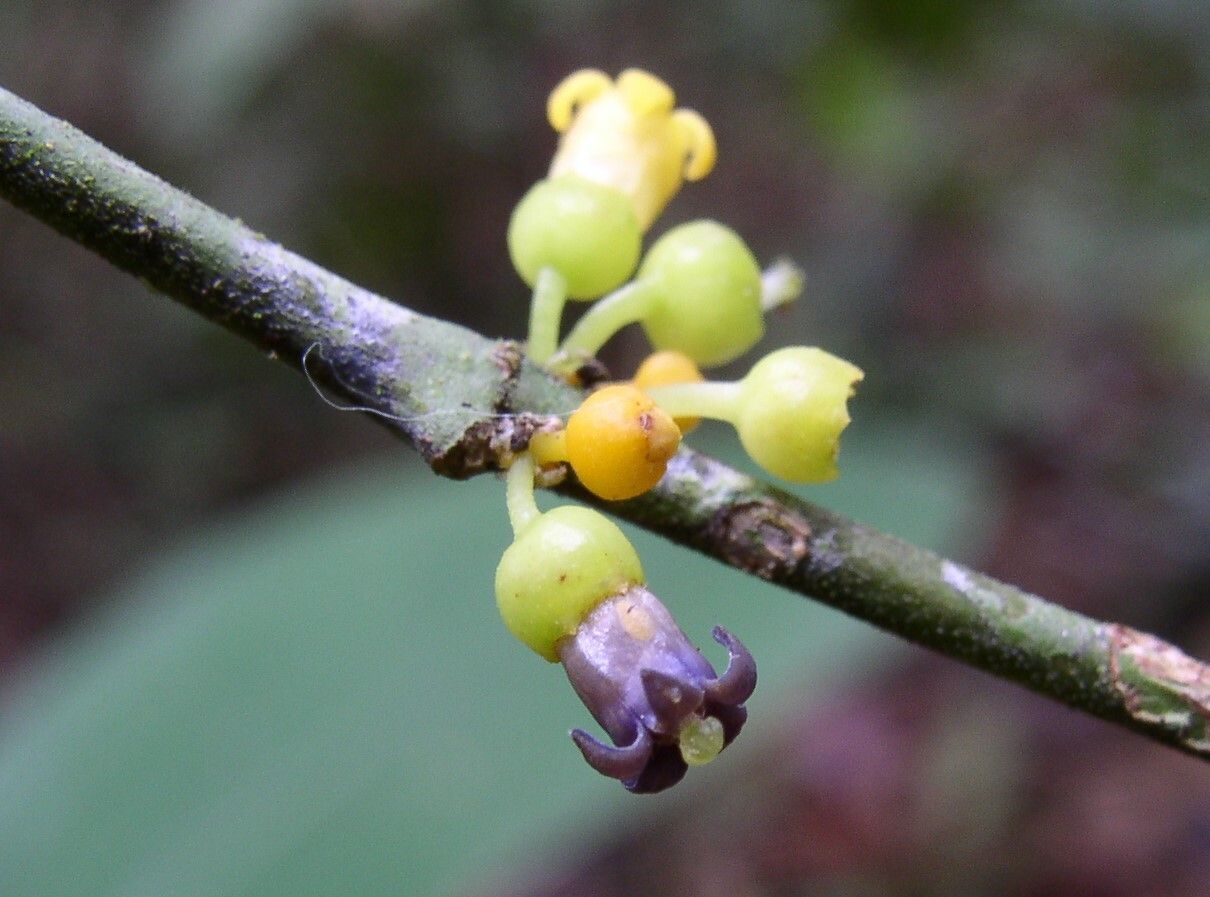Pauridiantha divaricata flower