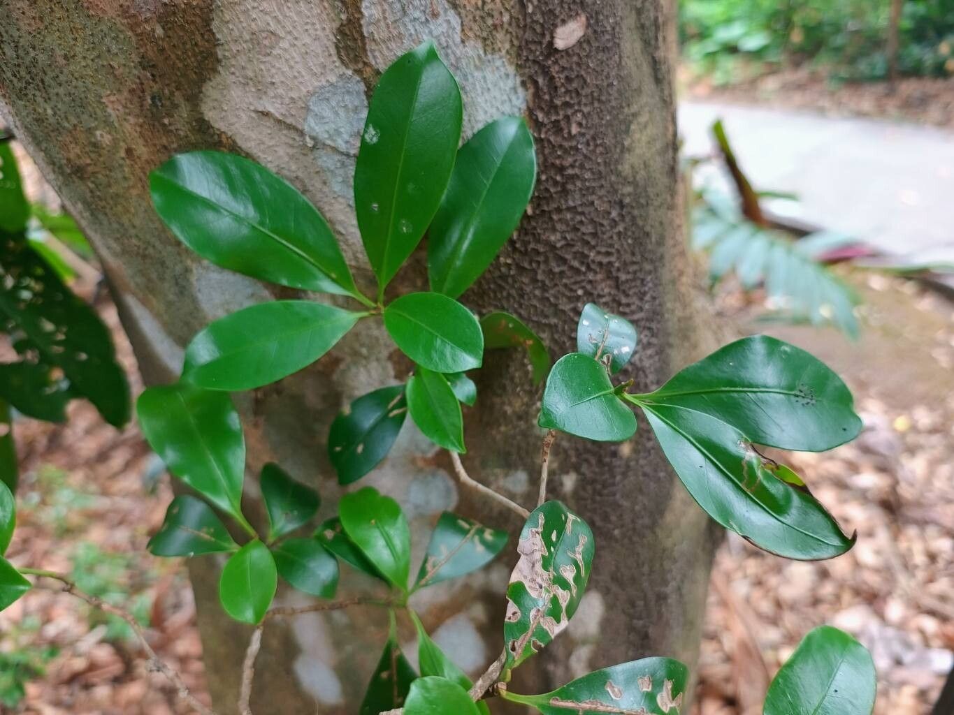 Guapira costaricana — related species from the same genus