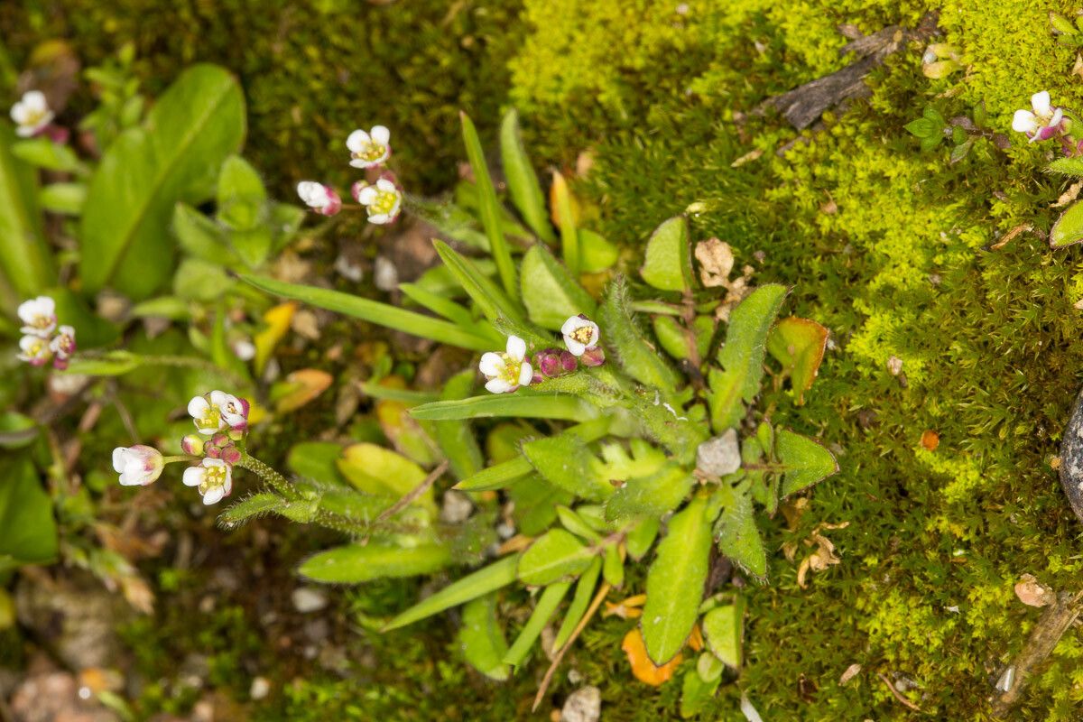 Capsella rubella flower