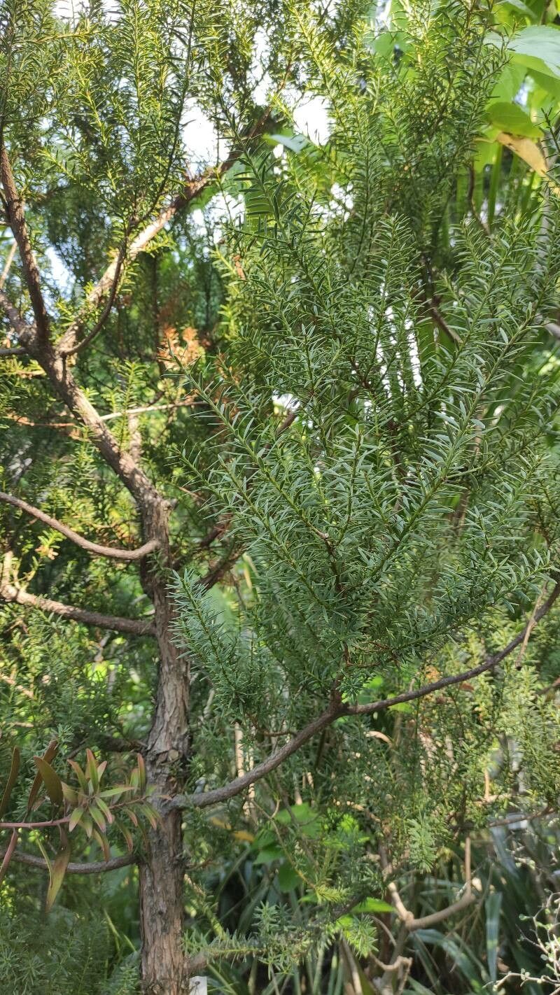 Podocarpus totara habit