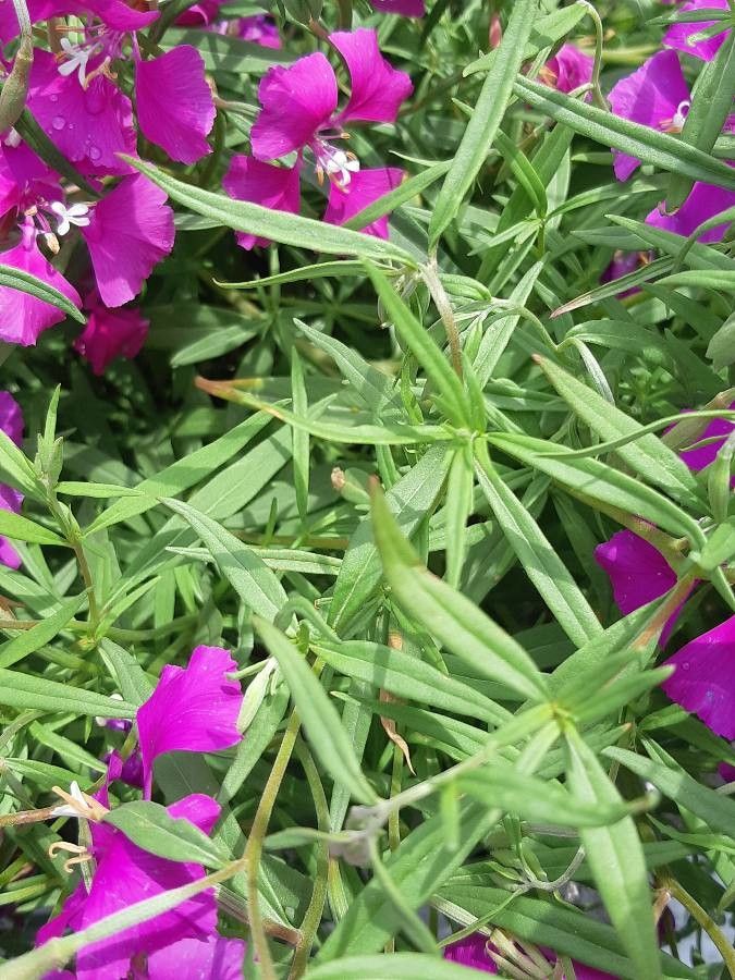 Clarkia pulchella leaf