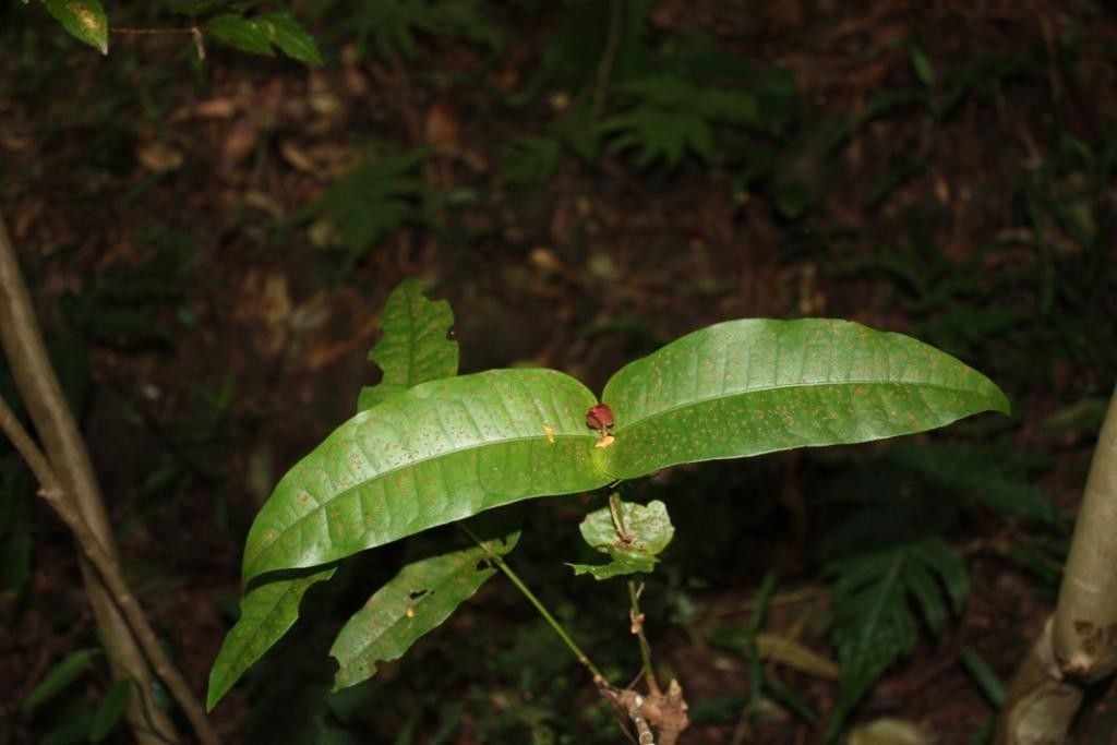 Ixora yaouhensis habit