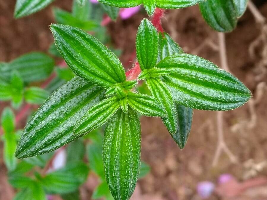 Monochaetum vulcanicum — related species from the same genus