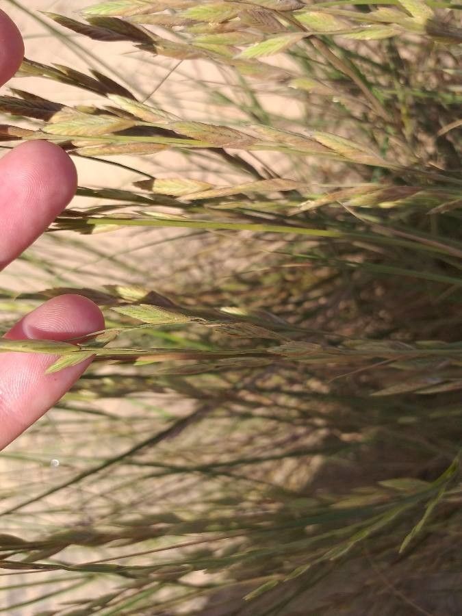 Halopyrum mucronatum flower