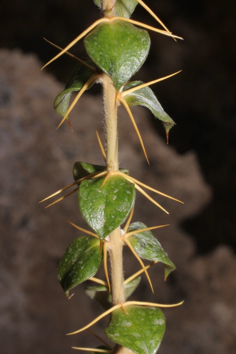 Chuquiraga spinosa — search result for 'Peru to Bolivia'