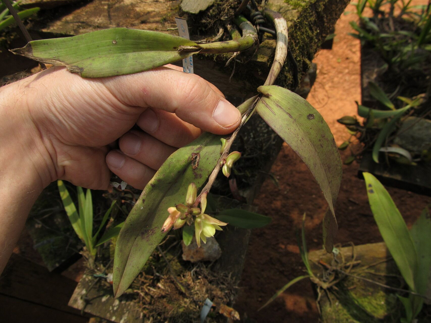 Polystachya bennettiana habit