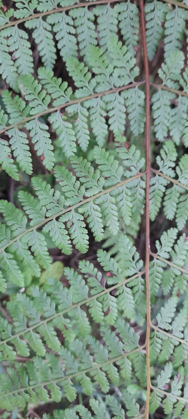 Dennstaedtia cicutaria leaf
