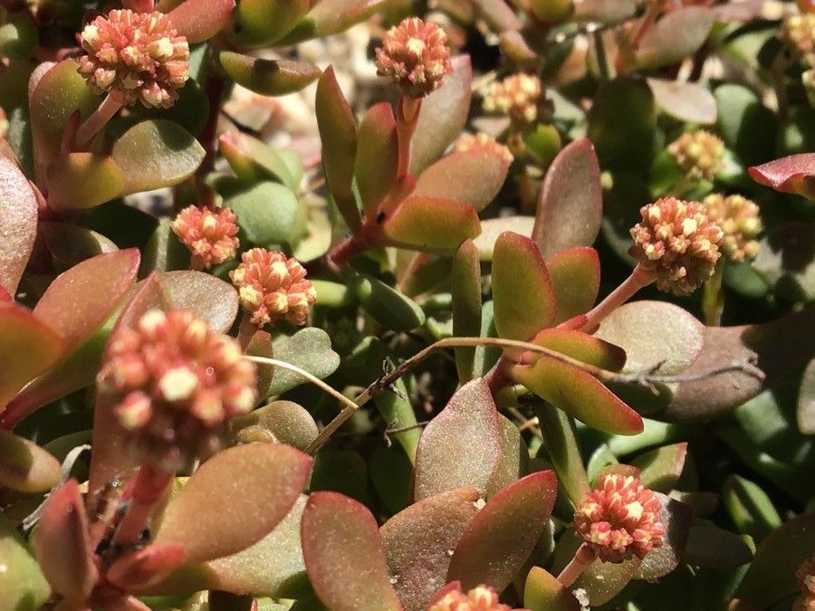 Crassula pubescens flower
