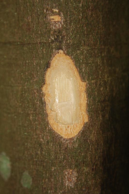 Vouacapoua americana other