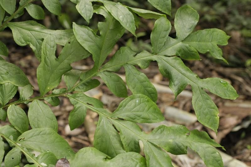 Dracontium polyphyllum leaf