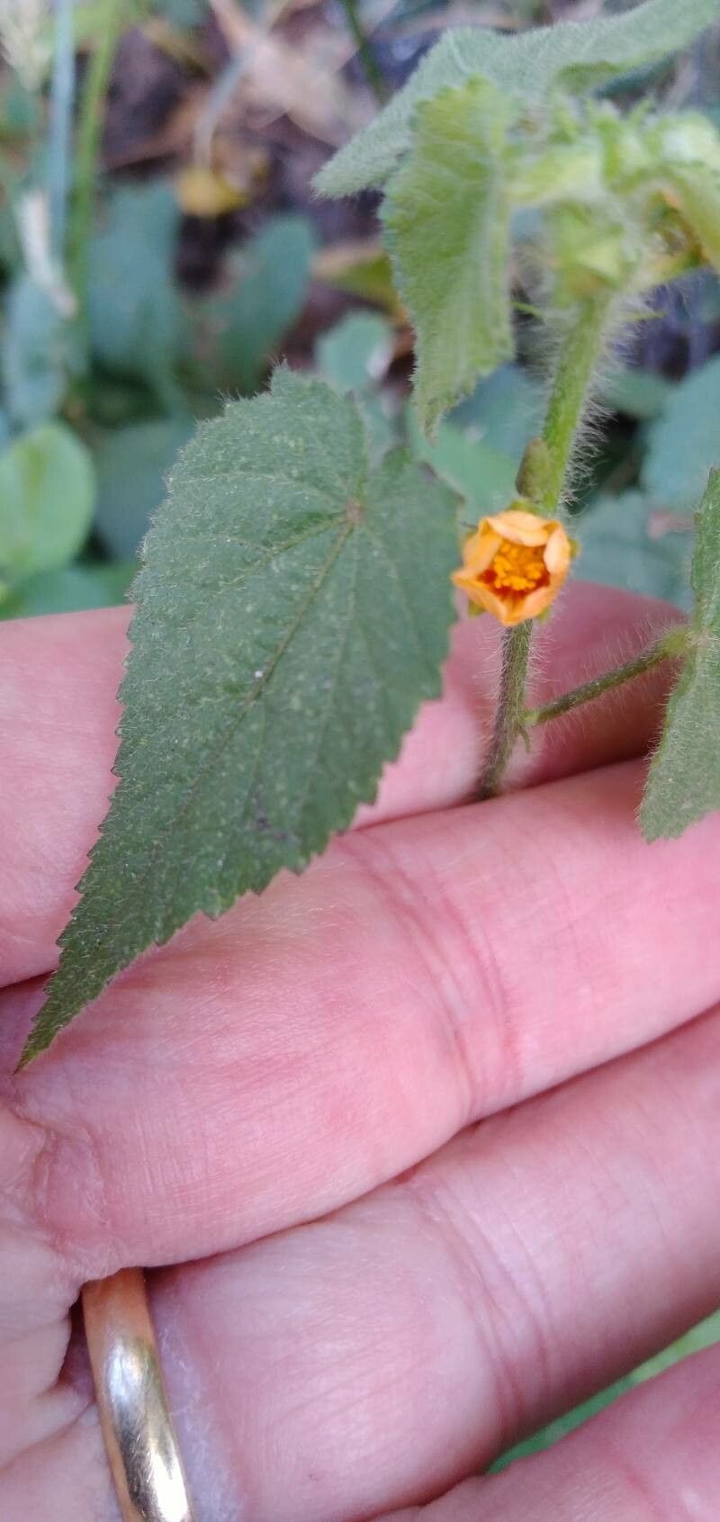 Sida urens — search result for 'Sida'