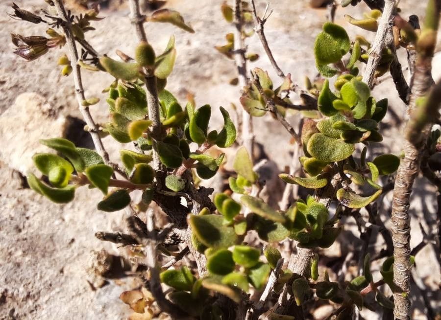 Micromeria marginata leaf