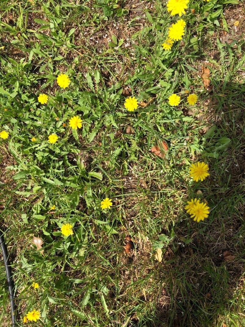 Taraxacum officinale flower