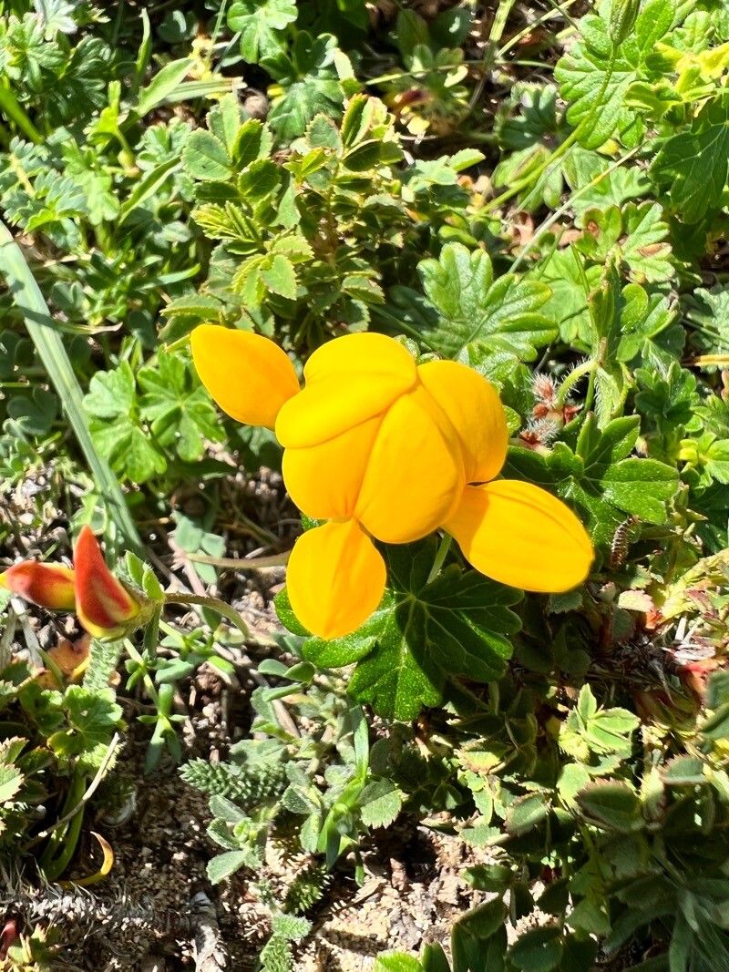 Lotus callis-viridis flower
