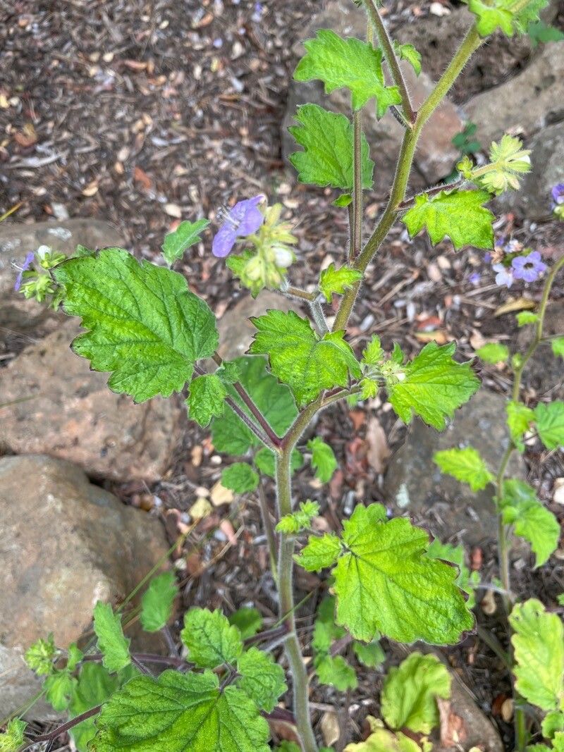 Phacelia bolanderi — search result for 'Phacelia'