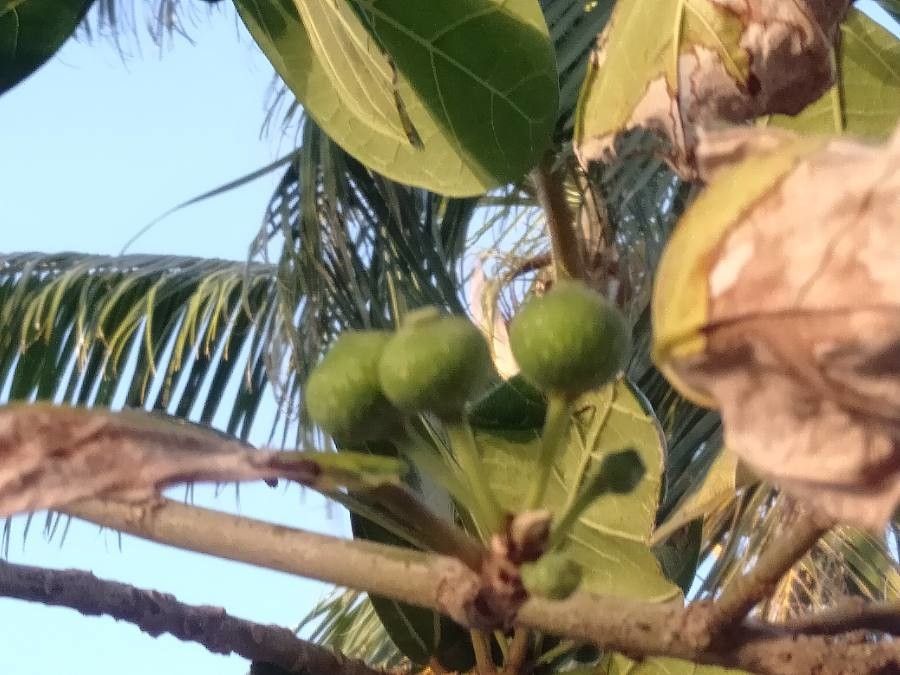Ficus pedunculosa fruit
