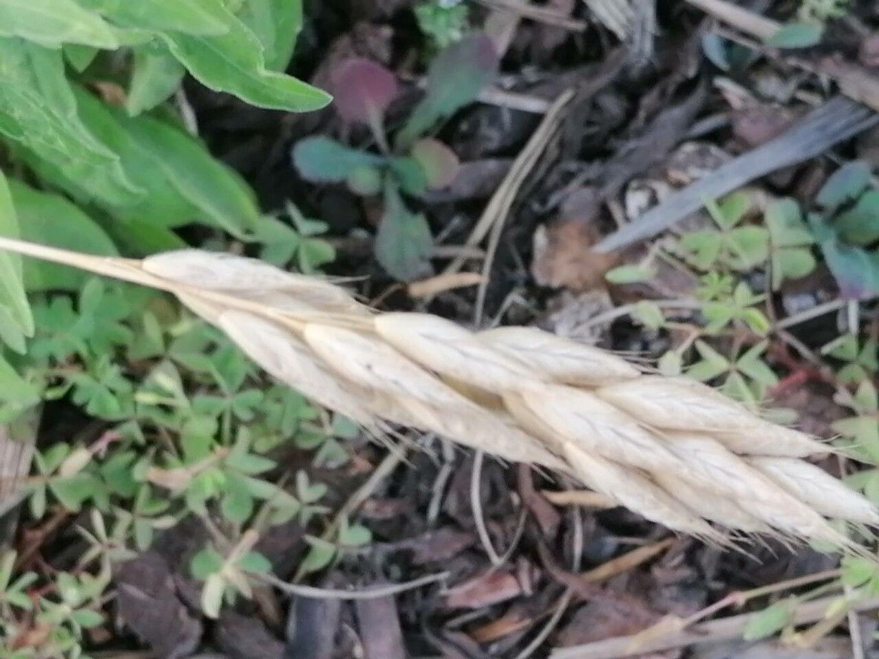 Bromus lanceolatus fruit