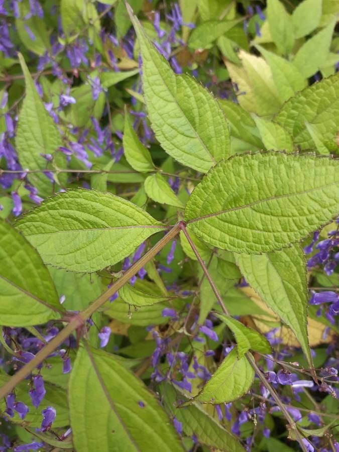 Isodon effusus — related species from the same genus