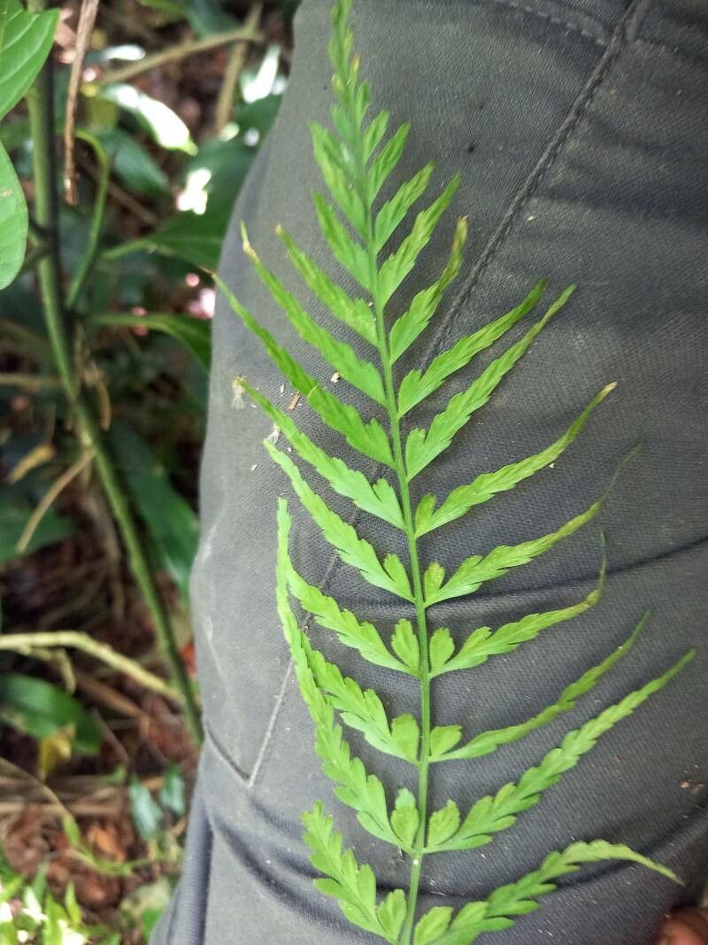 Asplenium cuspidatum — houseplant care guide