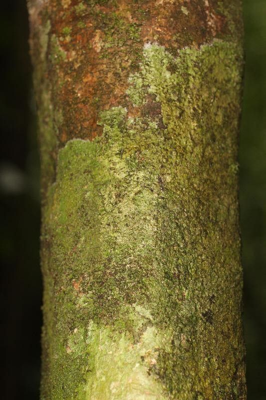 Poecilanthe hostmannii bark