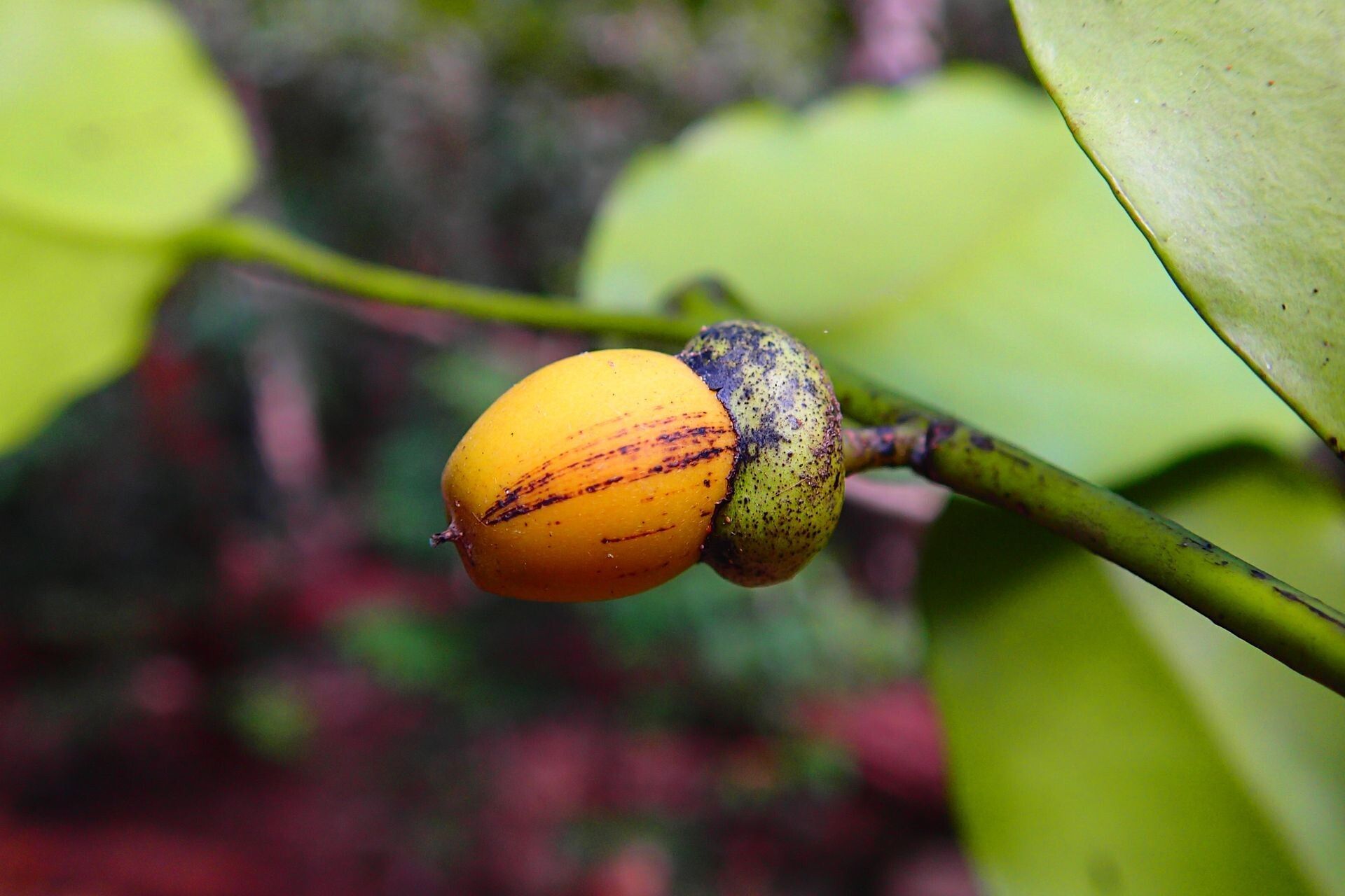 Diospyros tireliae fruit