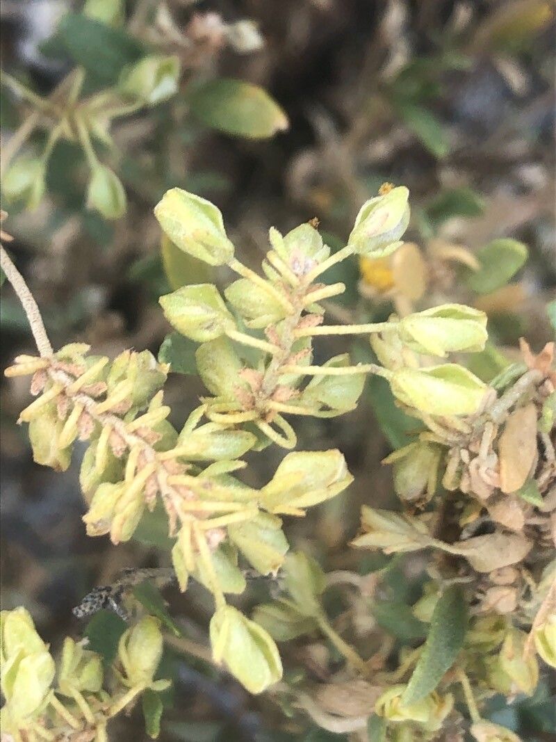 Helianthemum squamatum fruit