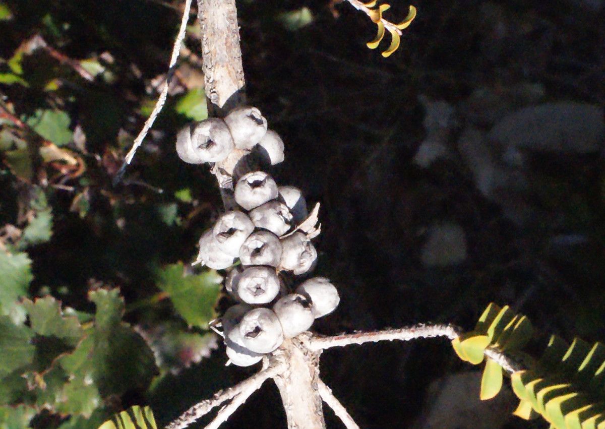 Melaleuca inops fruit